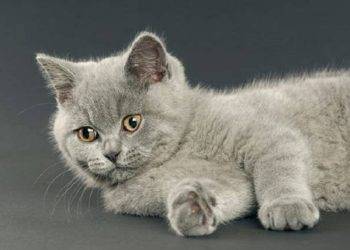 British Shorthair Cats, Their Behavior and Many Unknown Facts