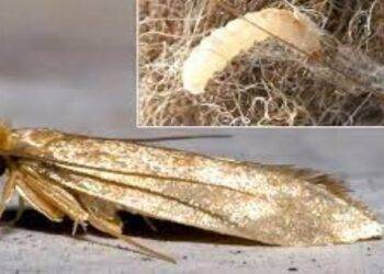 All You Should Know About Clothes Moths