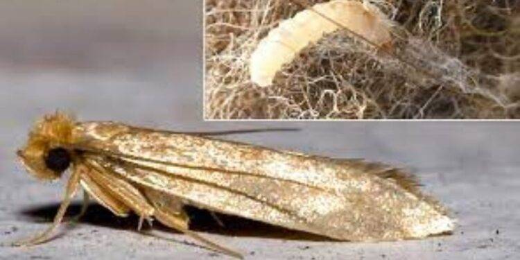 All You Should Know About Clothes Moths