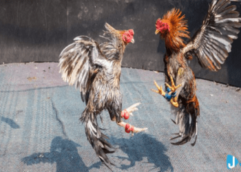 Jun88 Today’s Best Thomo Cockfighting House