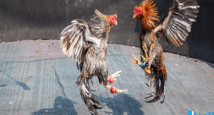 Jun88 Today’s Best Thomo Cockfighting House